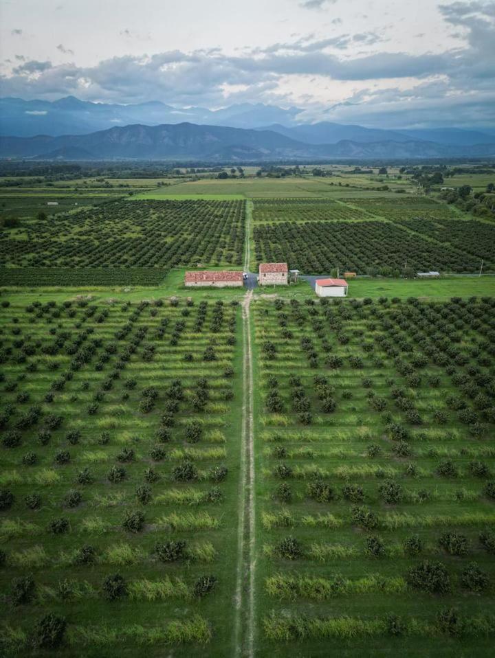 Mestvireni Telavi Exteriör bild