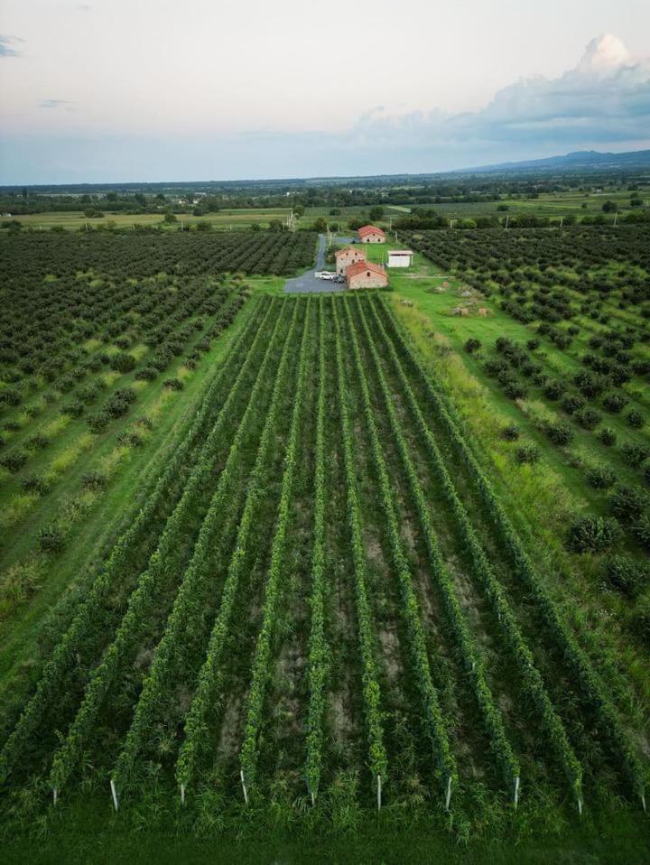Mestvireni Telavi Exteriör bild