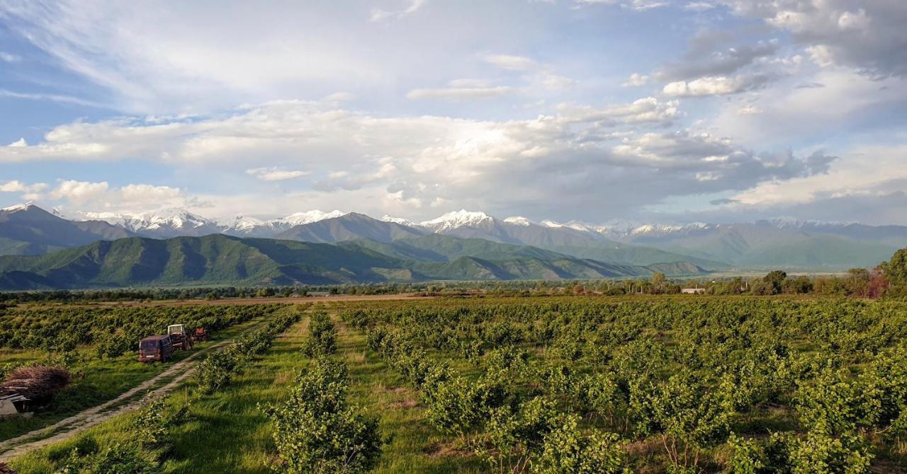 Mestvireni Telavi Exteriör bild